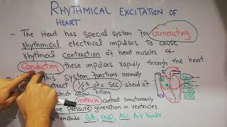 CVS physiology lecture 15 Rhythmical excitation of the heart impulse generation and conduction [upl. by Roeser]