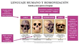 Psicología Fisiológica UNED  Tema 6 Parte 1 [upl. by Ayanat]