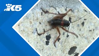 Mormon crickets take over Nevada elementary school [upl. by Fuld]