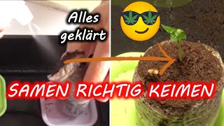 Samen keimen lassen 🥦  Sämtliche Fragen beantwortet Anleitung [upl. by Ynor78]