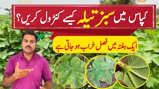 How to control jassid in cotton crop  The best insecticide against cotton jassid Abid Ali Agrarian [upl. by Wain]