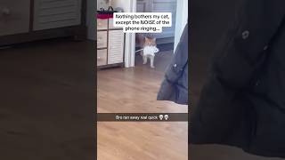 Who’s the cowardfunny cat funnyvideo pets usa memes funnycats catlover [upl. by Rothberg]