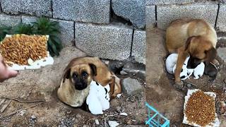 Save us Mother dog cries helplessly as she seeks help for her endangered puppies [upl. by Anitniuq931]