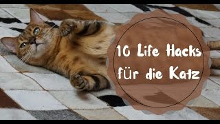 10 Hacks richtig mit Katzen spielen [upl. by Milo]