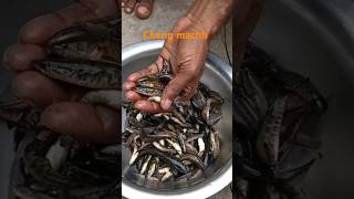 Cheng machher jhhol jharkhndi style fishdish fishlover youtubeshorts youtubevideo viralvideo [upl. by Phyl]