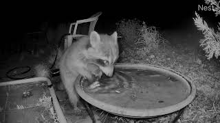 raccoon quotwashingquot her food in the bird bath [upl. by Ebert]