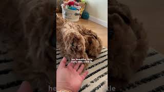 Golden Doodle Rescued From Puppy Mill Plays For The First Time  The Dodo [upl. by Berny]