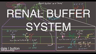 Renal Buffer System  Acid Base Balance [upl. by Huber]