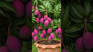 🌿Can You Really Grow Mango Tree at Home mango gardening [upl. by Gross]