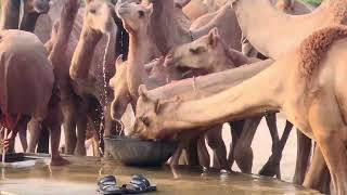 15 camels drinking fresh water 💧  camels life  camel [upl. by Llireva291]