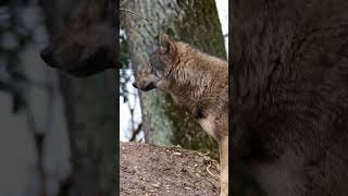 Intriguing Insights Fascinating Facts About American Wolves [upl. by Dotty]