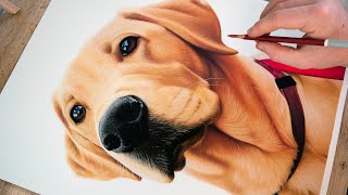 Dog Portrait Drawing  Realistic Color Pastel Pencil TimeLapse [upl. by Dibbrun]