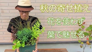 【秋の寄せ植え】葉で魅せる！花がなくても、華やかなコンテナガーデン🍁✨ [upl. by Ddene988]