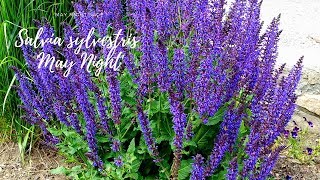 How to care for Salvia quotMay Nightquot [upl. by Kelcie]