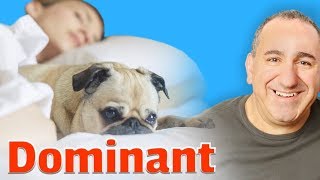 How to stop your dog from being dominant [upl. by Mildred]