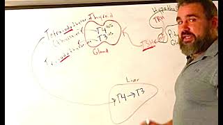 Hypothalamic Pituitary Thyroid Axis [upl. by Xeno]