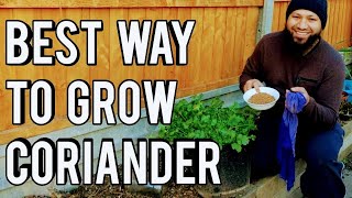 Whats The Best Way To Grow Coriander Cilantro How To Grow Coriander Start To Finish [upl. by Asertal880]