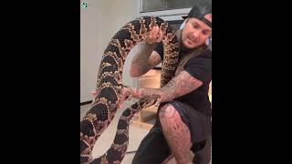 🔥Whats inSide a Rattlesnakes Tail shorts wildlife animals [upl. by Rupert227]