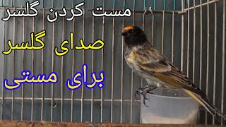 Gulsar singing  Red fronted serin bird powerful motivational song  صدای گلبسر مست برای مستی [upl. by Justino]