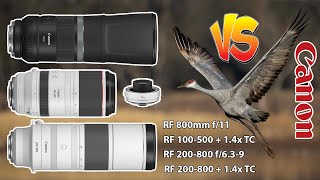 Canon 200800 Vs 800 f11 Vs 100500 14x TC Birds In Flight with Canon EOS R6 Mark II  BONUS [upl. by Gideon]