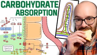 Carbohydrate Absorption [upl. by Benjy651]