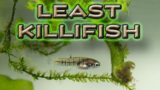 LEAST KILLIEFISH Heterandria formosa worlds smallest livebearer fish [upl. by Haduj255]