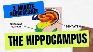 2Minute Neuroscience The Hippocampus [upl. by Ginni]