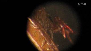 Pseudoscorpion and its behaviours [upl. by Dlaner237]