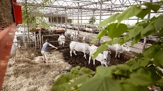 Meer over de koeien amp de boerderij van koopeenkoenl [upl. by Mckay]