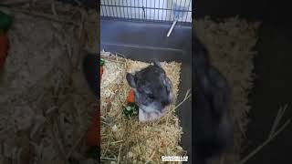 Baby chinchilla noises  Chinchillas Chinchillin [upl. by Barrada]