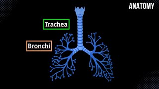 Trachea Bronchial Tree and Alveolar Tree Parts Structures and Walls  Anatomy [upl. by Ellenij905]