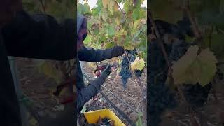 Cosecha de un petit verdot uva para vino shortsyoutube cosecha [upl. by Baldridge680]