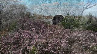 Magnolias at the Missouri Botanical Garden [upl. by Aehtela391]