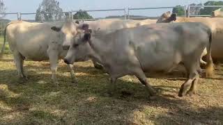 14 Charolais Cows amp Calves [upl. by Jahdiel654]