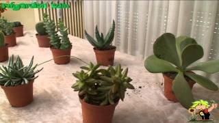 How to promote flowering in cacti [upl. by Renita]