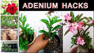 AdeniumDesert rose growing guide and care tips [upl. by Eitten]