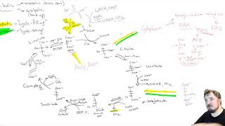 CHEM 407  Krebs Cycle  6  Anaplerosis amp Cataplerosis [upl. by Windsor]