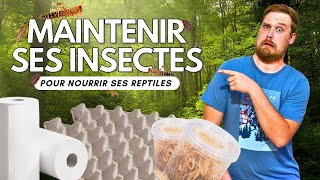 Bien INSTALLER ses INSECTES pour bien NOURRIR ses REPTILES   ANI MOOD [upl. by Seedman696]