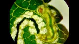 Leafminer caterpillar [upl. by Avirt]