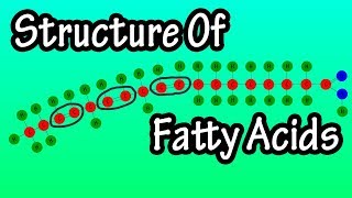 Fatty Acids  What Are Fatty Acids  Structure Of Fatty Acids  Types Of Fatty Acids [upl. by Thacker421]