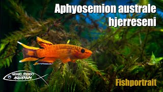 Aphyosemion australe hjerreseni  the Golden Lyretail Killifish [upl. by Adelia]