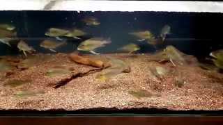 Geophagus altifrons quotCuruaquot [upl. by Morry]