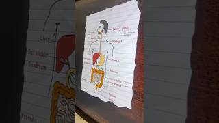 Fun Science Learning  Science made easy and enjoyable  Human Digestive System  Brar Scribbles [upl. by Sven]