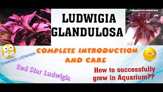 Ludwigia Glandulosa Care GuideLudwigia Glandulosa introductionDiamond Ludwigia ludwigiaglandulosa [upl. by Ybba]