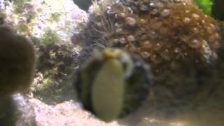 Trochus snail reproduction in reef tank [upl. by Ecela]