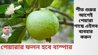 গাছ ভর্তি পেয়ারা চান নভেম্বর মাসে পরিচর্চা করুন এভাবেপেয়ারার বাম্পার ফলন হবে [upl. by Nosnej]