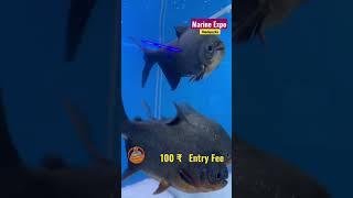 Marine Expo Thodupuzha  Tunel Aquarium at Thodupuzha [upl. by Gustafson]