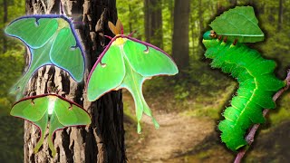 Luna Moth EASY Breeding method Luna moths Actias luna in MothCycles [upl. by Edwina]