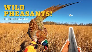 WILD Pheasants Opening Day amp The First Half of the 2023 Season [upl. by Mensch]