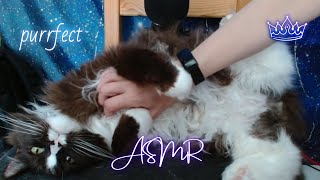 Purrfect ASMR ✨ cat purring amp petting sounds 🐈‍⬛ no talking [upl. by O'Kelly]